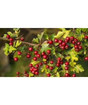 Hawthorn Berries 250g by Virgolden - Buy Online on GoSupps.com