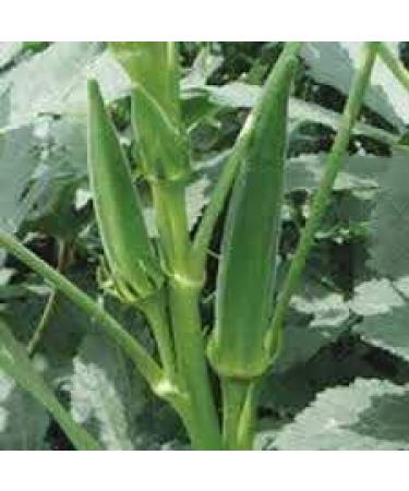 ORGANIZE Tridev ayurveda Bhindi RootLadyfingerBhindi Plantaerdig Wortelpoeder 100 gm - Buy Online on GoSupps.com