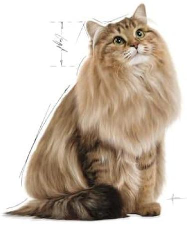 Royal Canin Digestive Care in Gravy Adult Wet Cat Food 85g (Pack of 12) Chicken 1.02 kg (Pack of 1) - Buy Online on GoSupps.com