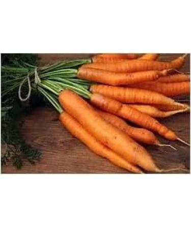 RL24 Leovet Organic Skin Oil for Horses | Itch Relief Summer Eczema & Dry Skin Care | Strengthening Skin Lotion with Organic Sulfur | 3 x 500 ml Set - Buy Online on GoSupps.com