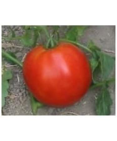 30 homesad Tomato 2017 (All Non-ogm semi-cimel Vegetable!) - Buy Online on GoSupps.com