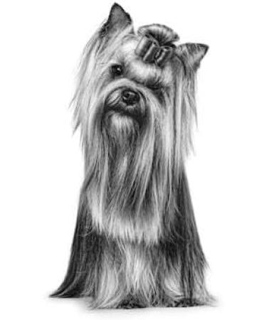 ROYAL CANIN Pill Assist (small dog) 90g - Buy Online on GoSupps.com