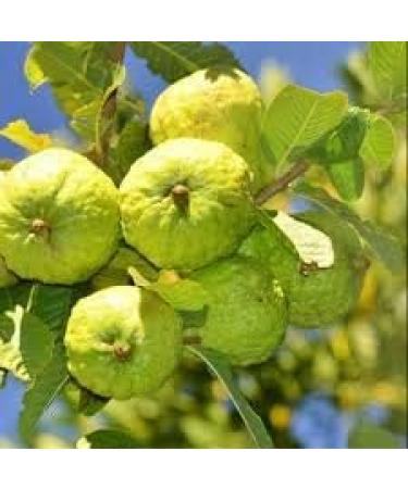 Herbal Cure - Natural Guava_Tea 20bags - No Caffeine - No Additives- - Buy Online on GoSupps.com