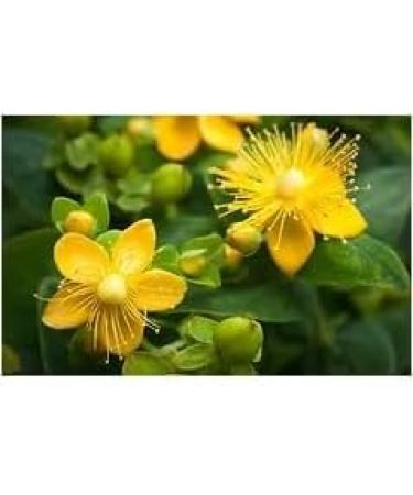 RL24 Leovet Organic Skin Oil for Horses | Itch Relief Summer Eczema & Dry Skin Care | Strengthening Skin Lotion with Organic Sulfur | 3 x 500 ml Set - Buy Online on GoSupps.com