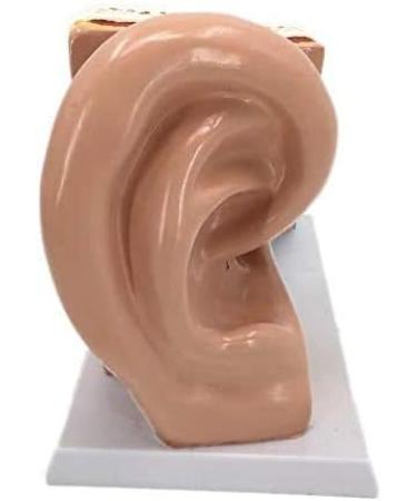 Human Anatomy Model Ear 5 Times Life Size 3 Pieces Model Anatomical Structure Detachable Ear Training for Aid - Buy Online on GoSupps.com