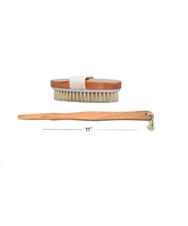 Wholesome Beauty Dry Skin Body Brush - 11-Inch Wood Handle- Exfoliating and Detoxifying - Buy Online on GoSupps.com
