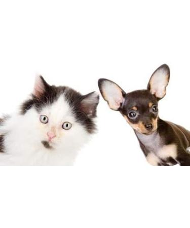 HJJH Pet Pregnancy Test Kit | Quick & Reliable Early Detection for Dogs & Cats | Accurate Pregnancy Diagnosis - Buy Online on GoSupps.com