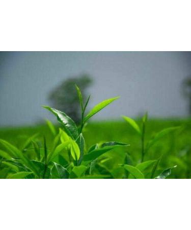 125g Jin Jun Mei sourcil th d'automne Chine Wuyi th noir th de Naturel - Buy Online on GoSupps.com