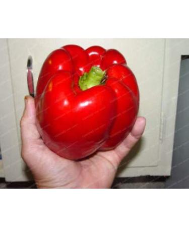 Fresca 100 Pz Chilli semi di Verdure per la Semina Rosso Scuro