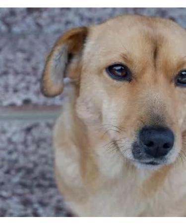 Crystalina Daily Premium Adult Dog Food with Turkey and Chicken | Canned Dog Food | High Meat Content up to 87% | Wheat Free | 3 Pack (3 x 850 g) - Buy Online on GoSupps.com