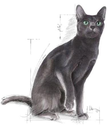 ROYAL CANIN Sterilized 37 | Pack of 3 | 3 x 400g | Dry Food for Sterilized Cats (1 to 7 years) | To Maintain An Ideal Body W - Buy Online on GoSupps.com