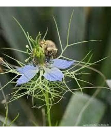 Egyptian Nigella Honey 300g Raw Product 100% Natural Habba Sawda Monofloral Honey Strengthens & Boosts Natural Defenses - Buy Online on GoSupps.com