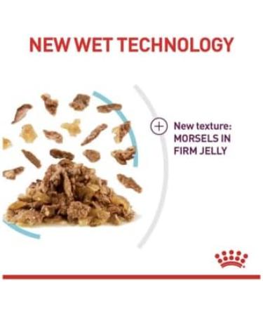 Royal Canin Sensory Feel in Jelly Wet Cat 85g (Pack of 48) - Buy Online on GoSupps.com