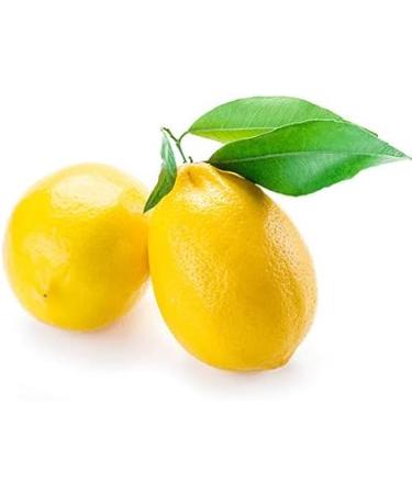 LEMON TREE - 30mL - Organic Bud Macerate - Buy Online on GoSupps.com