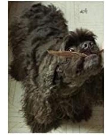 HDP Duck Jerky Strips - Buy Online on GoSupps.com
