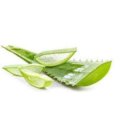 Organic Aloe Vera Powder - Premium Quality for Face, Hair, Smoothies & Baking - 100g - Buy Online on GoSupps.com