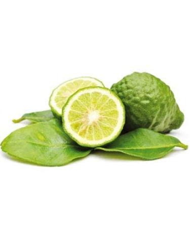 MABUA Bergamot Essential Oil (Citrus berginea) 100% Pure Natural Therapeutic Grade 10 mL (1/3 oz) - Buy Online on GoSupps.com