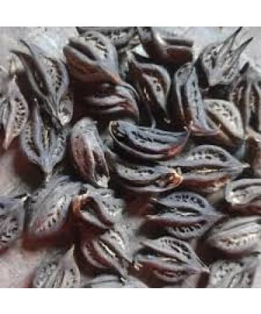 Bichhu Phal - Devils Claw - Tigers Claw - Baghnakh - Ulat Kanta - Bat Head Root - Evil Pod - Devil Pod - Bicchu Fal - Biccho Phal - Kaknasa - Martynia Annua 200 gram by Healing Herbs - Buy Online on GoSupps.com