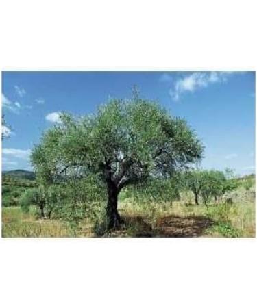 Olive leaf 1 kg POWDER Oea europaea - Buy Online on GoSupps.com