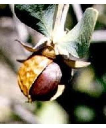 Trader Joe's 100% Pure Spa Jojoba Oil - Crujson Free - Two 4-Oz Bottles - Buy Online on GoSupps.com