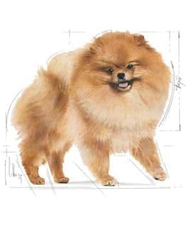 Royal Canin Pomeranian Complete Adult Wet Dog Food 48 x 85g - Buy Online on GoSupps.com