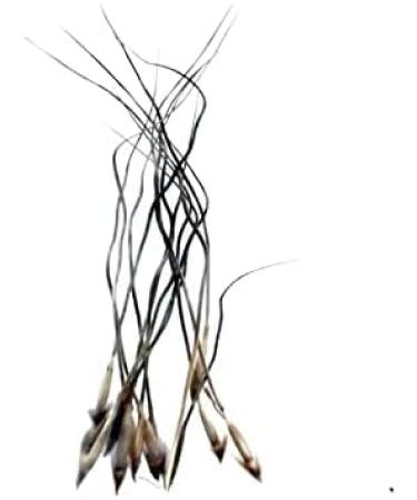 Indianstore4everyone 100% ORIGINAL Raj Mohini Jadi Mohini Jadi (Black 9 Pieces) - Buy Online on GoSupps.com