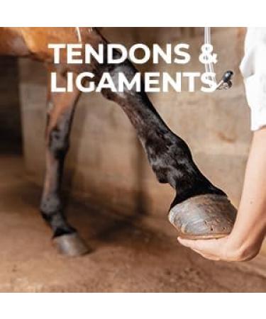 Bretania 100% Natural Arnica Gel for Horses & Pets | Muscle & Joint Soother | Anti-Inflammatory Pain Relief | Veterinarian Recommended | Rapid Absorption 1 kg - Buy Online on GoSupps.com