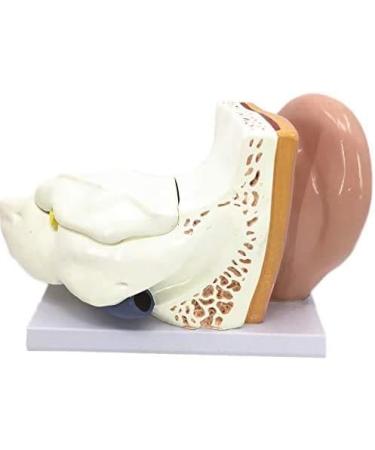 Human Anatomy Model Ear 5 Times Life Size 3 Pieces Model Anatomical Structure Detachable Ear Training for Aid - Buy Online on GoSupps.com