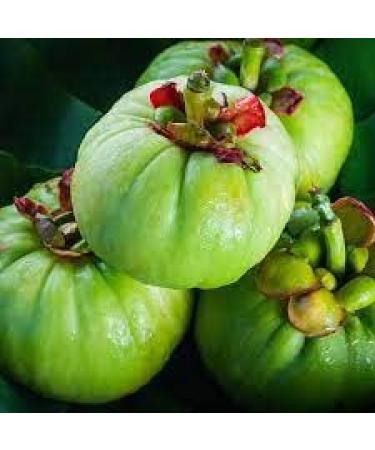 Garcinia cambogia