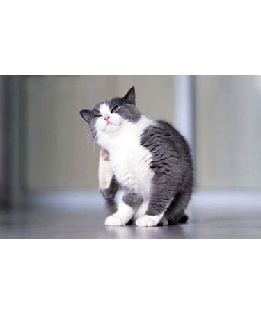PET SUPPLEMENTS & NUTRITION LLC Cat Itchy Skin Relief - Allergy Relief Complex - Immune Support - VETS Recommended - 225 Chewable Tablets - Buy Online on GoSupps.com