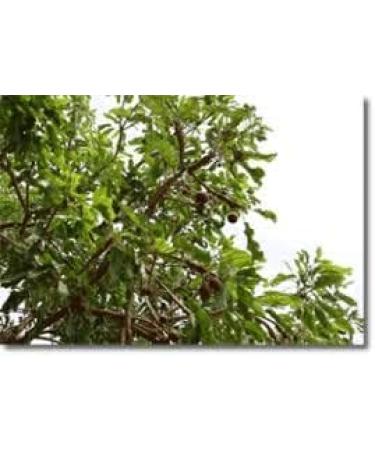 BOMBY HAIR - Shea butter 100ml - 100% natural - skin and hair - Ivory Coast - Buy Online on GoSupps.com