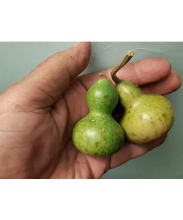 POUILLE MINI BOUTEILLE