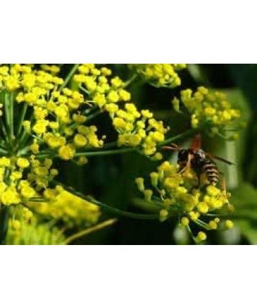 100% natural Moroccan fennel honey. - Buy Online on GoSupps.com