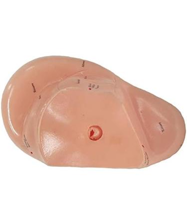 wemee English Version Ear Acupuncture Earpins Model Model Auricular Application Model Ear Acupuncture Points Model - Buy Online on GoSupps.com