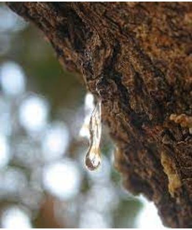 Santo Volcano Volcano Elixir Face Serum Oil 30 ml - Buy Online on GoSupps.com