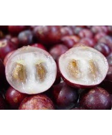 Raw Power Camu Camu Berry Powder 8 oz (227g) raw wildcrafted 100% Pure Non-GMO Organics - Buy Online on GoSupps.com