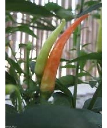 100 semi TAKANOTSUME Chili Pepper - AKA Hawk Claw Chili - Heirloom dal Giappone!