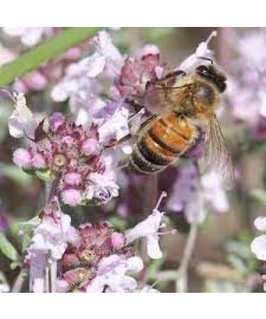 Miel de thym du Maroc 175g - un miel Rare et unique - 100% Naturel R colt dans la R gion de Souss Massa Draa - Buy Online on GoSupps.com