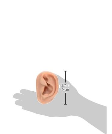 3B Scientific N16 Acupuncture Ears Model Set for 10 Students 3.7-Inchx2.4-Inchx1.6-Inch Size - Buy Online on GoSupps.com