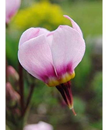 Pacchetto semi: Semi Shooting Star 25+ Rosa Dodecatheon meadia /