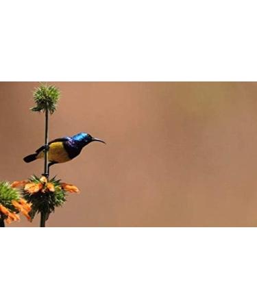 Source climate change coffee Tanzania Kilimanjaro beans 227g - Buy Online on GoSupps.com