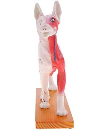 Anatomical Dog Model Acupuncture Anatomy Acupuncture Point Model of The Dog Body Animal with 72 Acupuncture Points - Buy Online on GoSupps.com