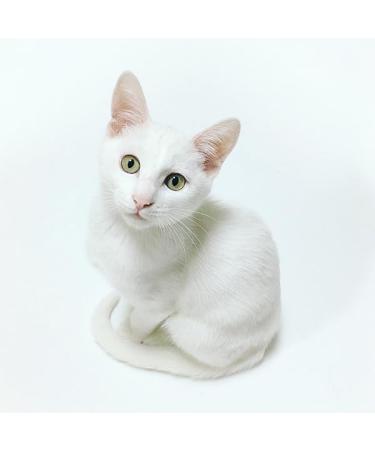 JTPHARMA Lacto Cat Colostrum Pack of 30 sachets of 10 g - Complementary nursing food for Cats. - Buy Online on GoSupps.com