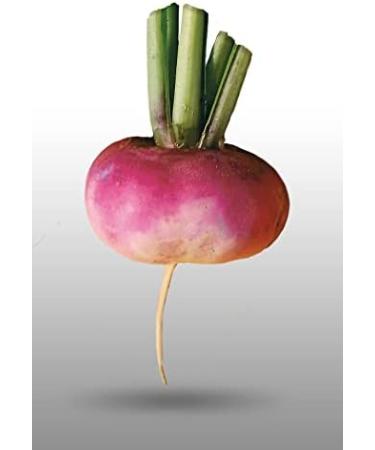250 Seeds to sow Le Grenier dAbondance Early Turnip Auvergne Rave Rapum - Buy Online on GoSupps.com