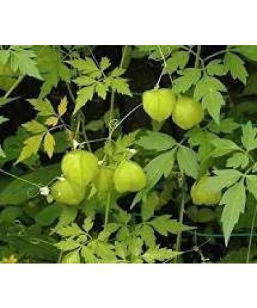 Yamkay Mudakathan Keerai Powder Cardiospermum Halicacabum (Indravalli/Balloon Vine Leaves), 100% Pure Natural Herbal Powder (1500 GM, Balloon Vine Leaves Powder) - Buy Online on GoSupps.com