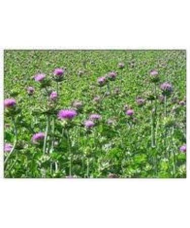 Wildcrafted Raw Milk Thistle Seed Whole - 8oz Silybum Marianum - Non GMO & Non Irradiated - Buy Online on GoSupps.com