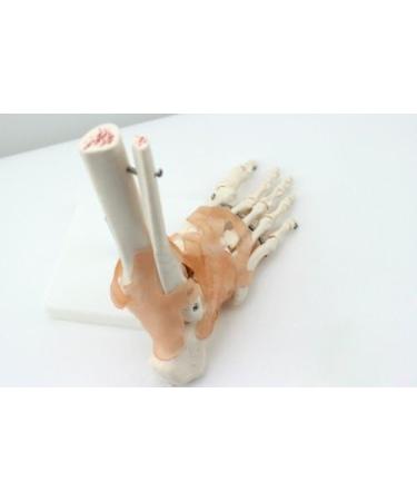 Buy Human 1:1 Natural Size Foot Joint Model - Anatomical Ligaments & Bone Simulation for Medical Study - Free International Shipping - Buy Online on GoSupps.com