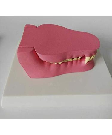 Dog Teeth Model Canine Dental Model Canine Dental Model Dog Canine Tooth Anatomy Model Canine Veterinary Skeleton Veterinary Teaching PVC for Veterinary Office Educational Tool. - Buy Online on GoSupps.com