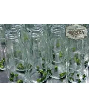  olivaoliva Cream of Peas with Prawns 490g Bottle - Buy Online on GoSupps.com