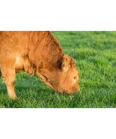 Multi Collagen Patented Collagen Peptan + Hyaluronic Acid + Vitamin C + Bioperine + Ovomet + Biotin Various Patents + Clinical Studies - 120 Capsules 2 Months of Treatment - Also 60 and 240 - Buy Online on GoSupps.com